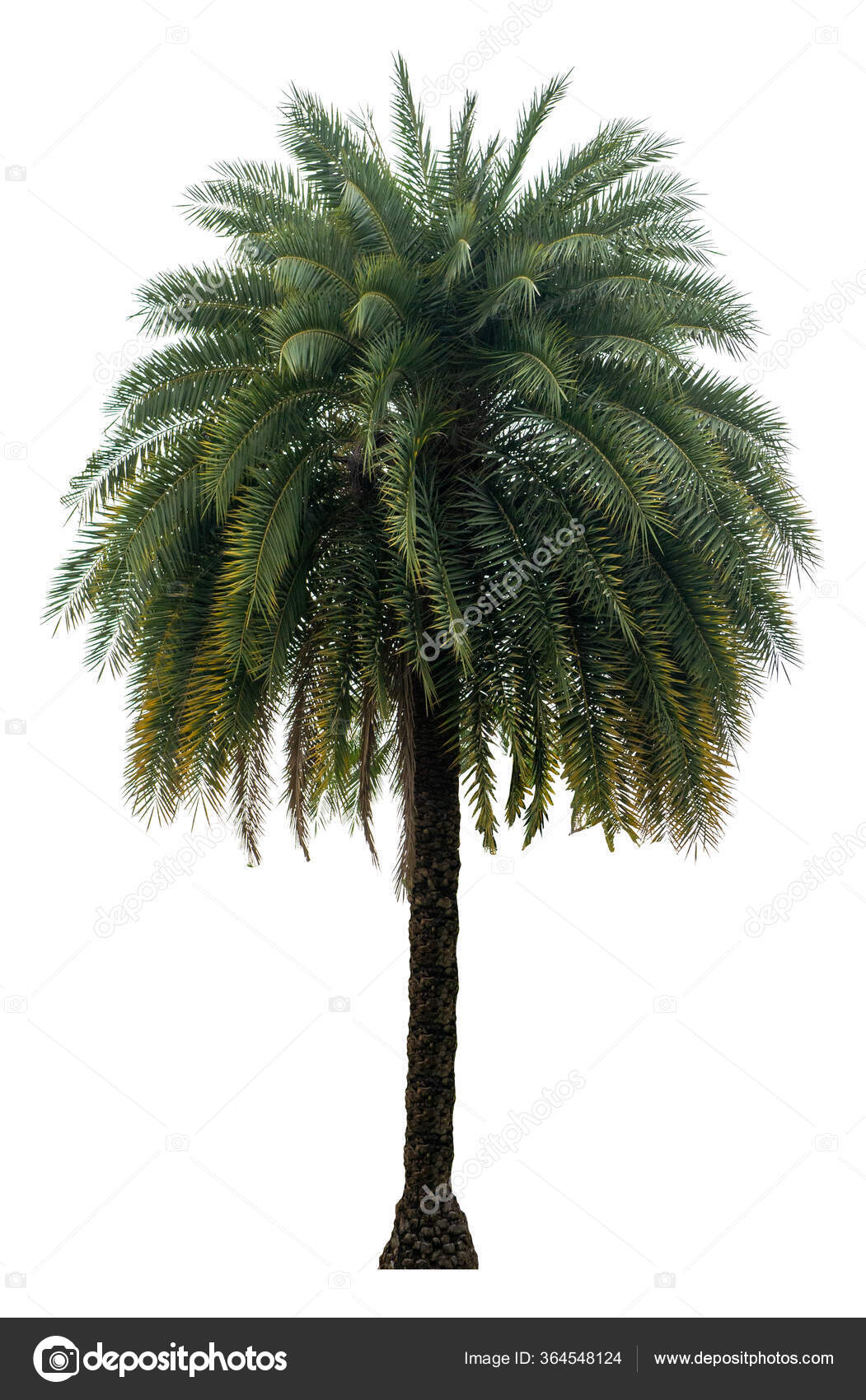 Washington Palm Tree Isolated White Background High Resolution Suitable
