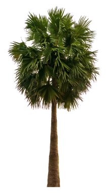 Washington Palm Tree beyaz arka planda izole edilmiş ve grafik için yüksek çözünürlüklü. kırpma yolu ile