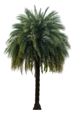 Washington Palm Tree beyaz arka planda izole edilmiş ve grafik için yüksek çözünürlüklü. kırpma yolu ile