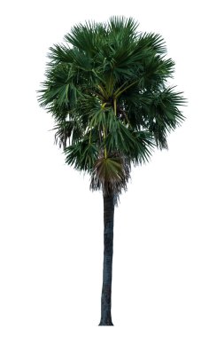 Washington Palm Tree beyaz zemin üzerinde izole edilmiş ve kırpma yolu ile grafik için uygun yüksek çözünürlüklü