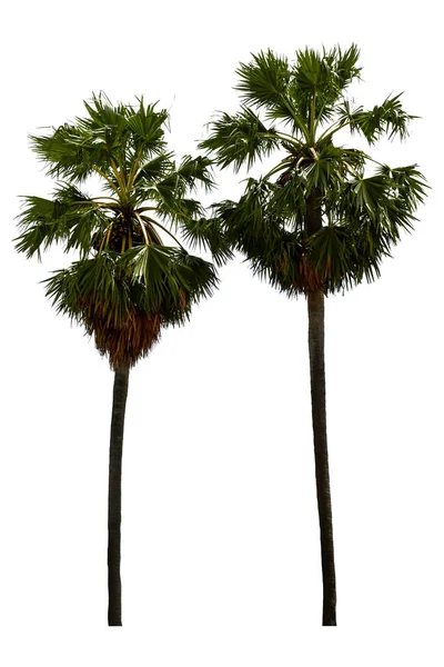 Washington Palm Tree Isolated White Background High Resolution Suitable Graphic — Stock Photo, Image