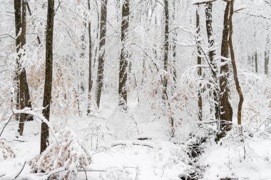 Karla Kaplanmış Ağaçlar