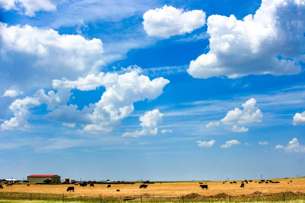 Westerse Cattle Ranch — Stockfoto