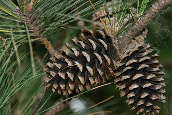 Cones de pinheiro na árvore — Fotografia de Stock