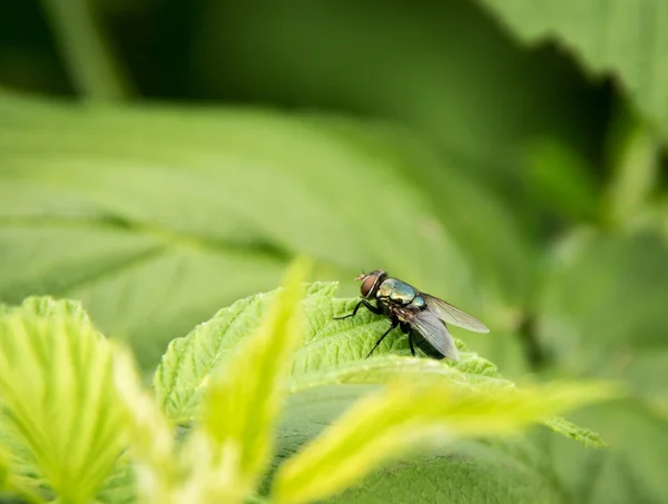 Fliege auf Blatt — Stockfoto