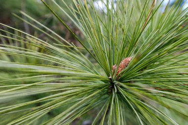 Ağaç üzerinde Çam iğneleri