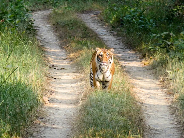 Tygrys w dżungli — Zdjęcie stockowe