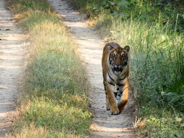 Tigre dans la jungle — Photo