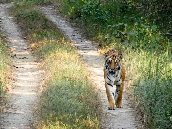 Tigre dans la jungle — Photo