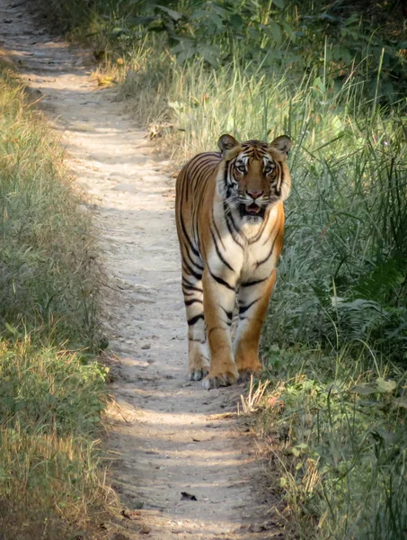 Тигр в джунглях — стоковое фото