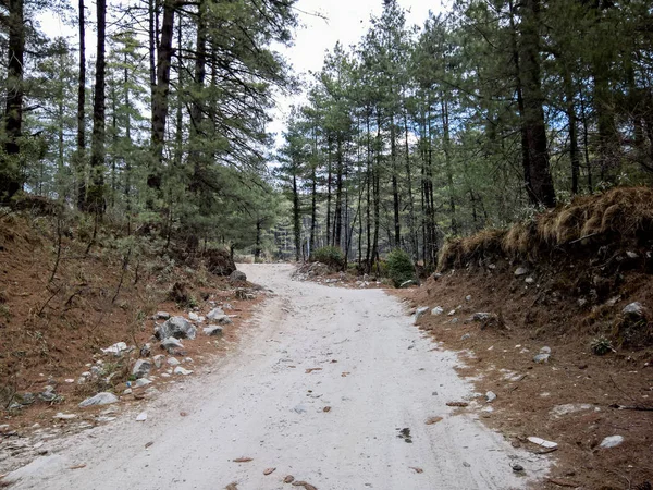 Toprak yol, çam ormanı