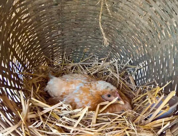 Hen Sitting on Nest