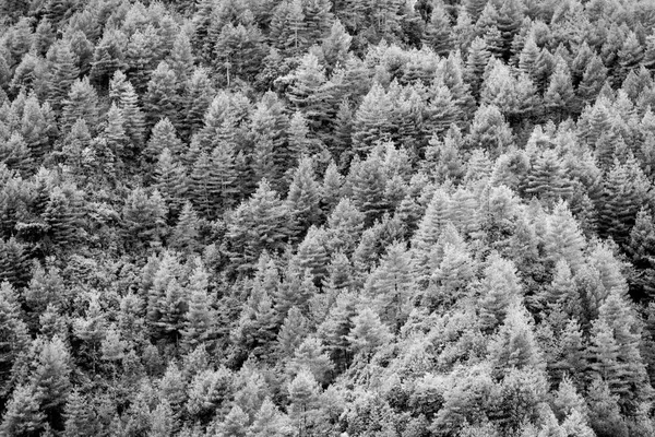 Black and White Pine Forest Stock Picture