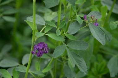 Baharda çiçek açan yonca