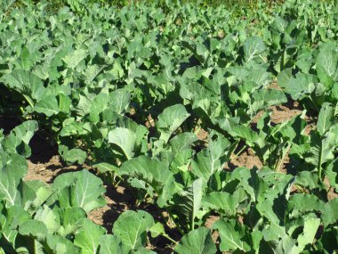 Alan bitkilerde karnabahar