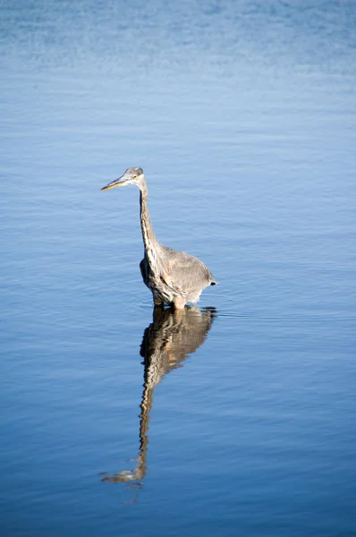 Ardea Heron in Water — Stock Photo, Image
