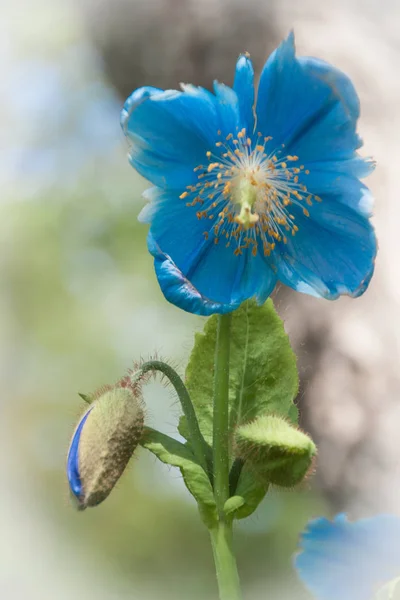 Blauwe klaproos bloem — Stockfoto