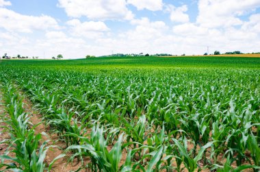 Yemyeşil yeşil mısır tarlası