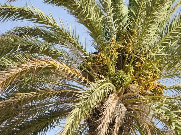 Date Palm Tree