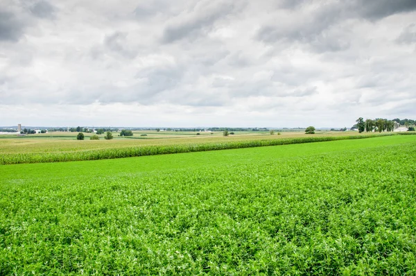 Campo de la Alfalfa —  Fotos de Stock