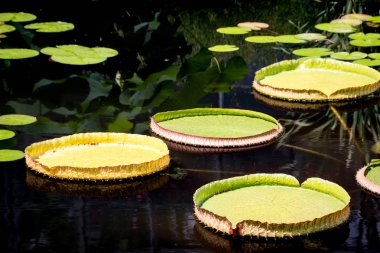 Lilypads bir su birikintisi üzerinde