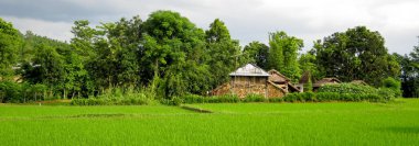 Pirinç alan Panorama