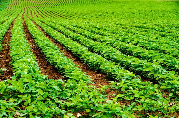 Soya fasulyesi düzgün satır — Stok fotoğraf