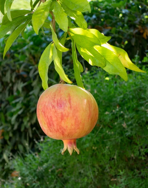 Granatäpple hängde på ett träd — Stockfoto