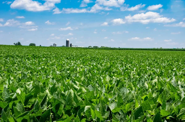 Campo di soia verde lussureggiante — Foto Stock