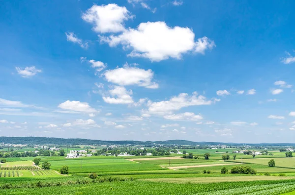 Svěží letní zemědělská — Stock fotografie