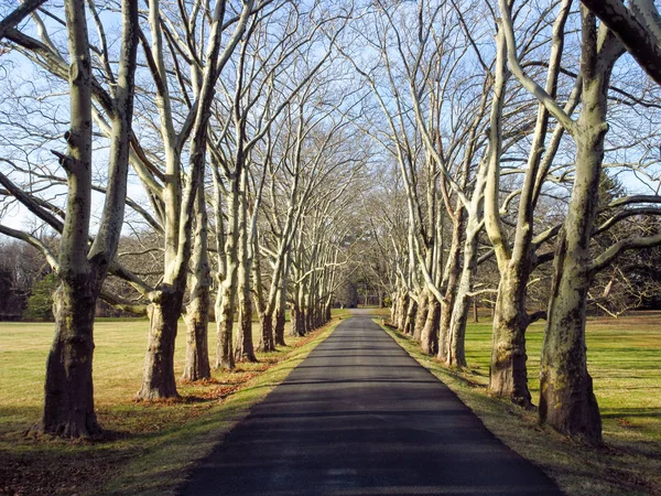 Tree Lined Driveway — Stock Photo, Image