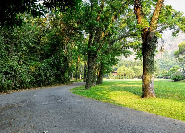 Estrada forrada com árvores — Fotografia de Stock