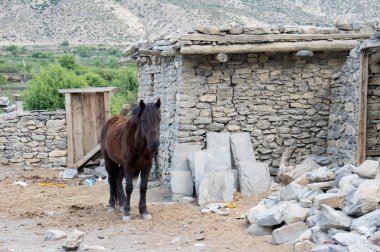 Kırık bir evin yanında bir at