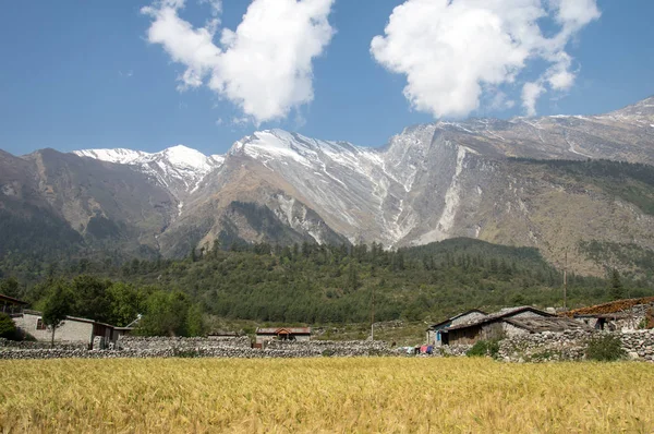 Field of Grain and Mountains — Stock Photo, Image