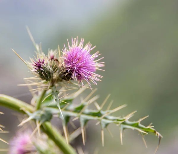 A Thistle Flower — Stock Photo, Image