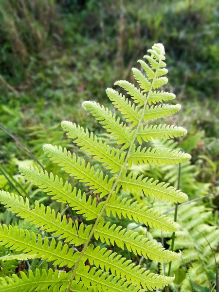 A fern Frond — Stock Photo, Image