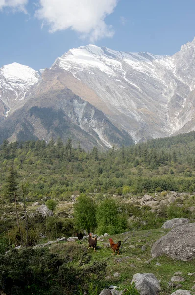 Chickens in the Foreground with Mountains in the Background