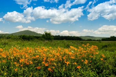 Tiger zambaklar ve yaz