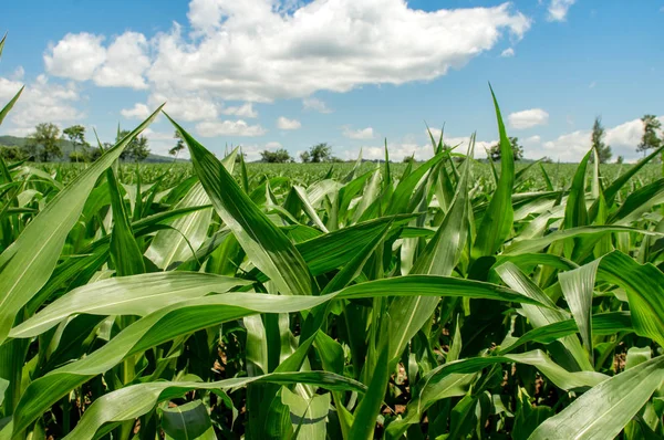 Пишне зелене кукурудзяне поле — стокове фото