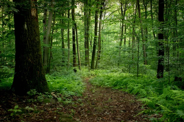 Sentier dans la forêt — Photo