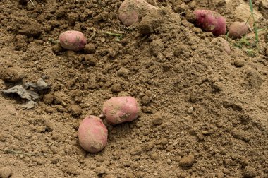 Yerde yatan patates