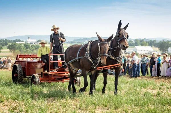 Transporte de estiércol con caballos — Foto de Stock