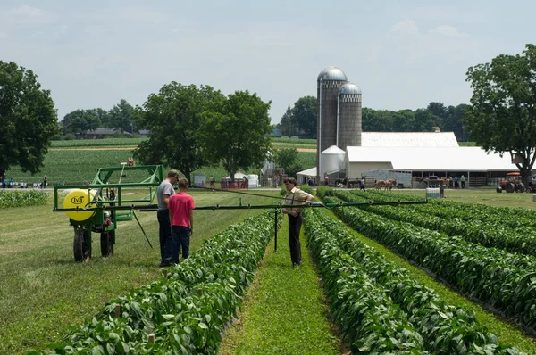 Pulverización de cultivos en el campo — Foto de Stock