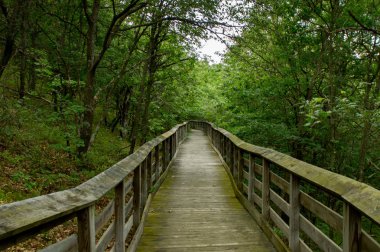 Yükseltilmiş Platform Walkway ormandaki
