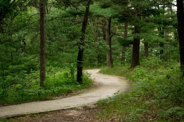 Yol çam ormanı içinde