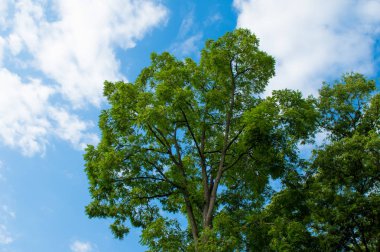 ağaç ve gökyüzü