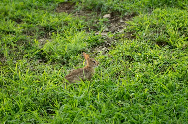 Kanin i gräset — Stockfoto