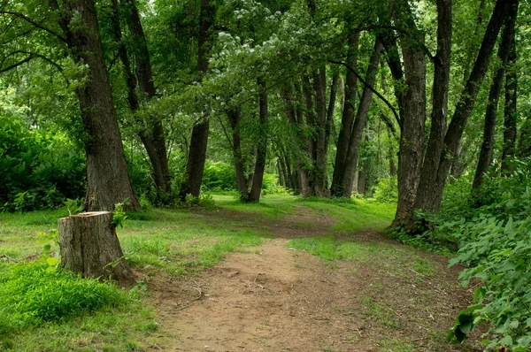 Camino a través del bosque — Foto de Stock