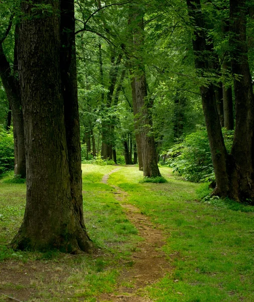 Sentier à travers la forêt — Photo