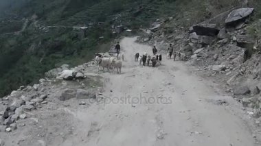 Tehlikeli yolda keçi Herding çocuklar